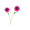 Scabiosa Fuchsia