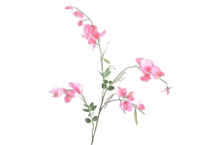Lathyrus Pink