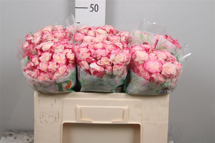 <h4>R Tr Reflex</h4>