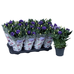 Eustoma russellianum 'Julietta Blue'