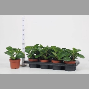 PEP OBT GREEN GOLD