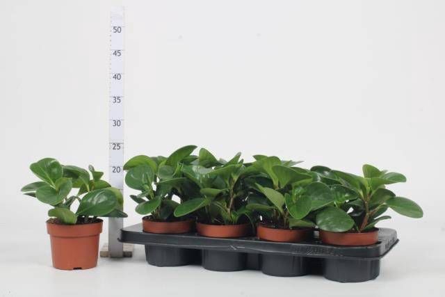 <h4>PEP OBT GREEN GOLD</h4>