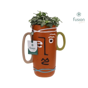 Terracotta Facepot met Fittonia