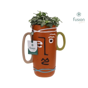 Terracotta Facepot met Fittonia