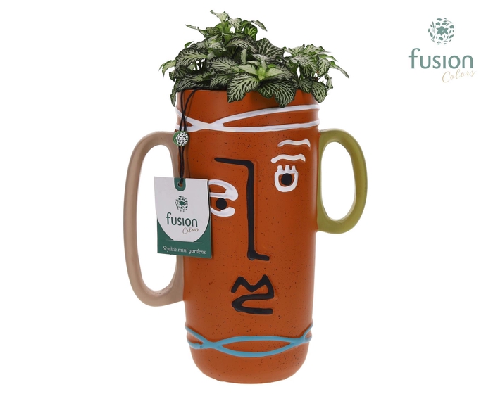 <h4>Terracotta Facepot met Fittonia</h4>