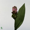 CURCUMA SONST