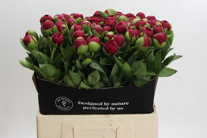 <h4>Paeonia Diana Parks</h4>