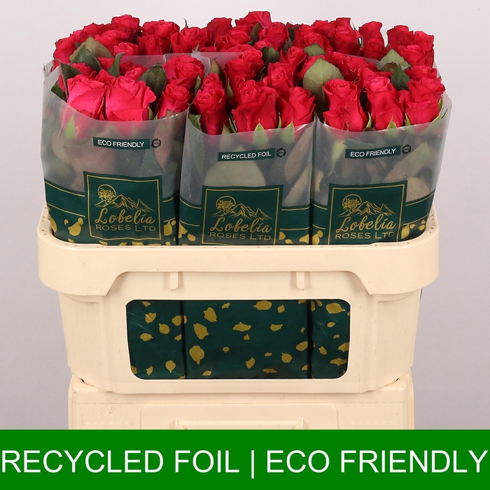 <h4>R GR TACAZZI+</h4>