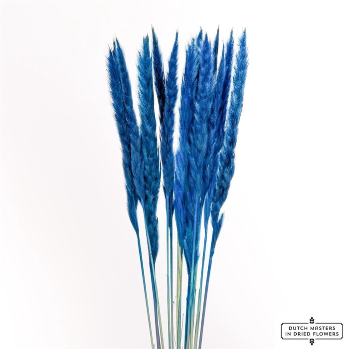 <h4>Dried Fluffy Pampas Dark Blue Bunch Slv</h4>