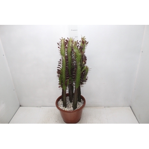 CACTUS EUPHORBIA TRIGONA RUBRA P24