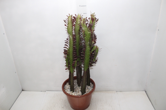 <h4>CACTUS EUPHORBIA TRIGONA RUBRA P24</h4>