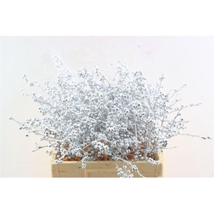 Ilex Kbh Silver Stem