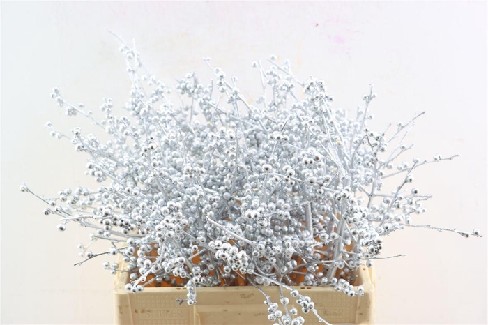 <h4>Ilex Kbh Silver Stem</h4>