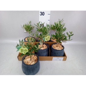 Arr.   Tuinplanten L%