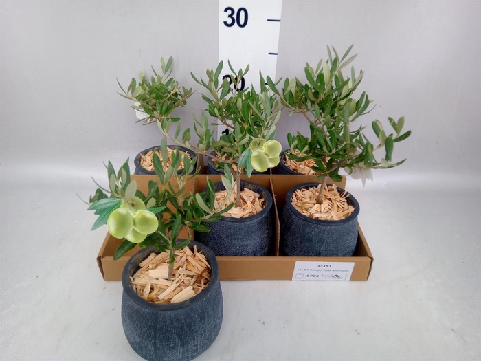 <h4>Arr.   Tuinplanten L%</h4>