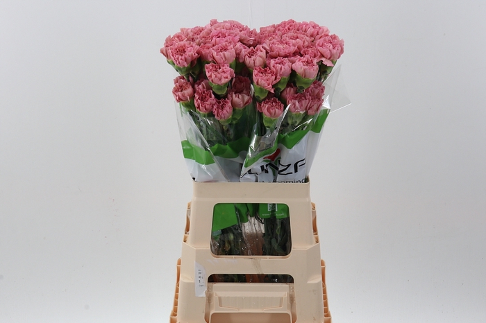 <h4>Di St Lege Pink</h4>