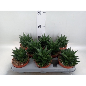 Haworthia limifolia