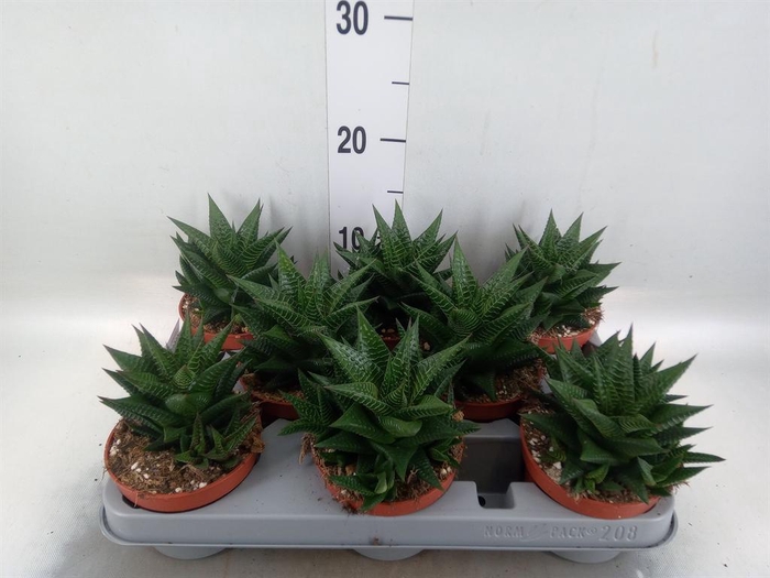 <h4>Haworthia limifolia</h4>
