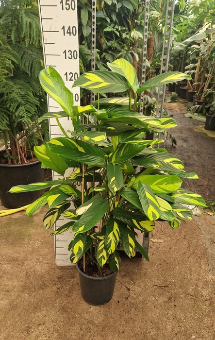 <h4>Ctenanthe Pilosa 'Golden Mosaic'</h4>