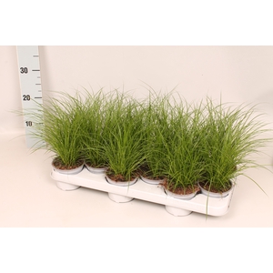 Overig 10,5 cm Carex brunnea