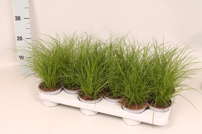 <h4>Overig 10,5 cm Carex brunnea</h4>