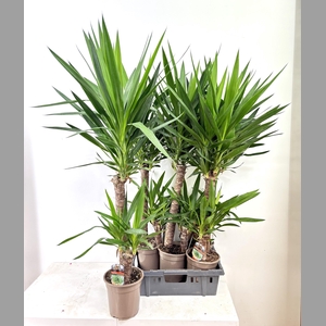 YUCCA
