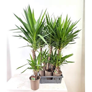 YUCCA