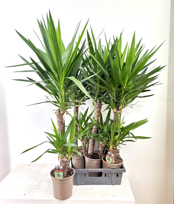 <h4>YUCCA</h4>