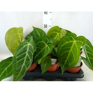 Anthurium   ...