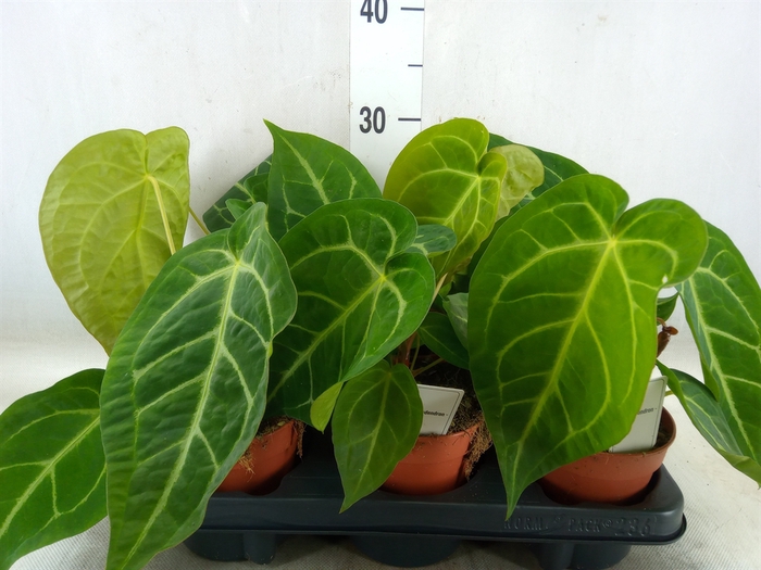 <h4>Anthurium   ...</h4>