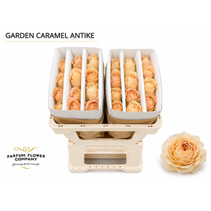 Rosa Garden Caramel Antike
