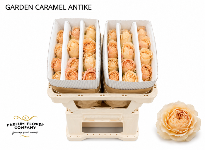 <h4>Rosa Garden Caramel Antike</h4>