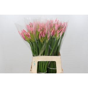 Nerine Vesta K