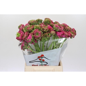 Ranunculus Pon Pon Fanny Extra