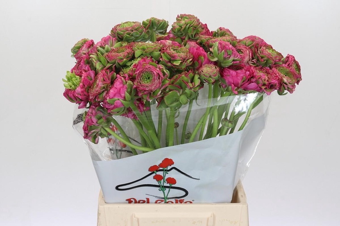 <h4>Ranunculus Pon Pon Fanny Extra</h4>