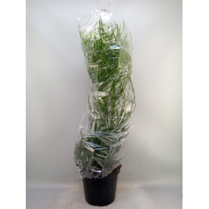 Euphorbia tirucalli