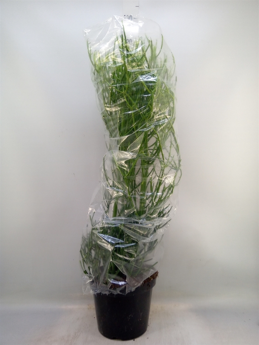 <h4>Euphorbia tirucalli</h4>