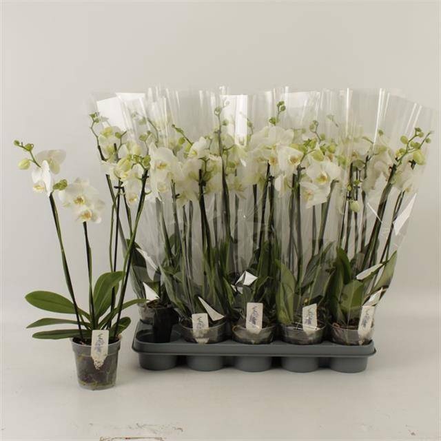 <h4>PHAL OV WIT</h4>