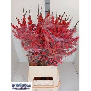 Ilex Vert Berry Red 100cm P Wijfjes Super