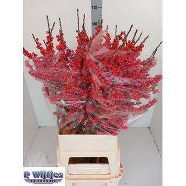 <h4>Ilex Vert Berry Red 100cm P Wijfjes Super</h4>