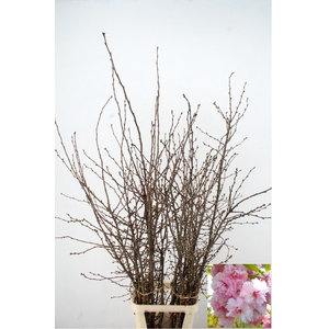 PRUNUS SERRULATA PER STEM 180/200CM