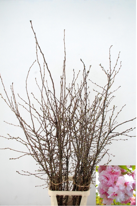 <h4>PRUNUS SERRULATA PER STEM 180/200CM</h4>