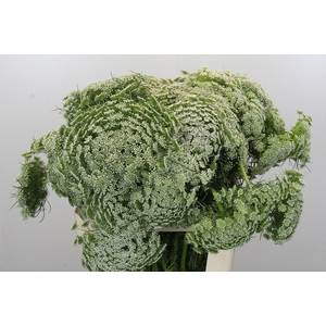 Ammi Visnaga