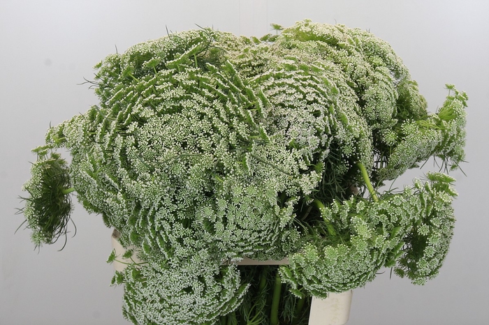 <h4>Ammi Visnaga</h4>