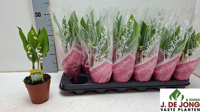 <h4>CONVALLARIA MAJALIS</h4>