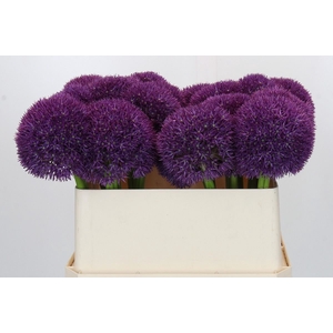 Allium  'Pinball Wizard'