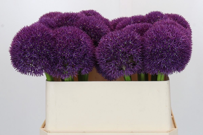<h4>Allium  'Pinball Wizard'</h4>
