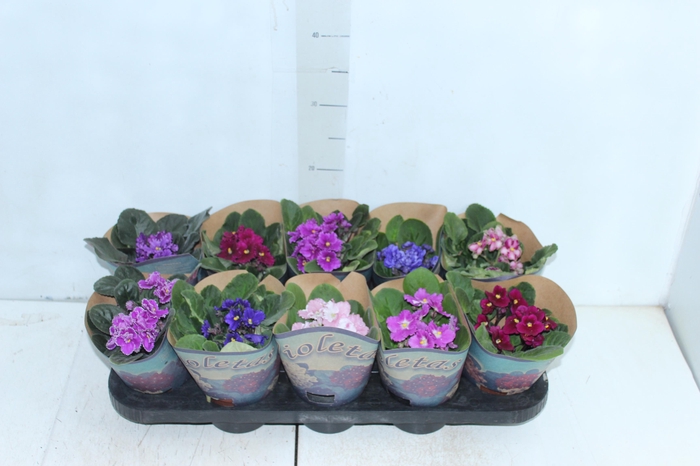 <h4>VIOLETA P11</h4>