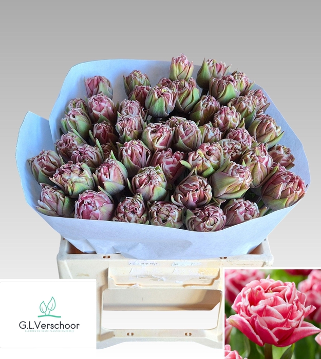 <h4>TU DU LETS DANCE</h4>