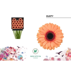 Germini Dusty Diamond per kaart